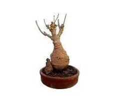 Produit très abordable en gros, plante artificielle d'arbre Baobab pour la décoration de la maison - Product Image 1