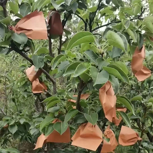 Suministro Directo de Fábrica: Bolsas para Frutas de Doble Capa para Manzanas y Peras, Gruesas y Duraderas, Descuentos <span class=keywords><strong>por</strong></span> Volumen - Product Image 3