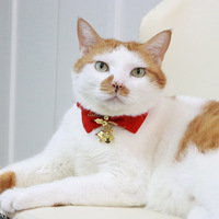 Nouveau collier pour chien et chat en polyester solide, écologique et durable, avec lingettes de Noël et bavoir de cou
