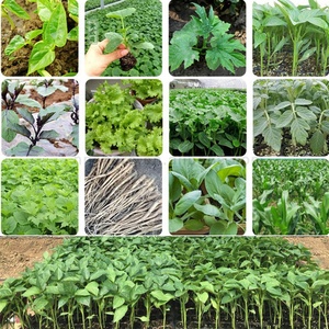 Prix du transplanteur de <span class=keywords><strong>semis</strong></span> de <span class=keywords><strong>choux</strong></span> de patate douce - Product Image 6