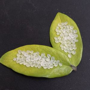 <b>Pellets</b> PP Resin PP Particles Homopolymer <b>Plastic</b> Raw Material Polypropylene PP Granule for Housewares - Product Image 3