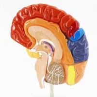 Modelo Anatómico de Cerebro Humano a Tamaño Real YULIN, con Zonas Funcionales Codificadas por Colores, Equipo de Enseñanza Médica, CE/ISO