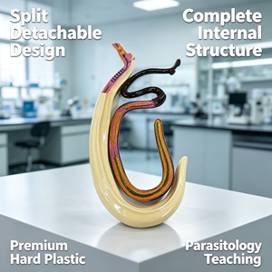 Modèle anatomique <span class=keywords><strong>de</strong></span> schistosomadémeuse, structure interne des organes internes du parasite masculin et féminin, outil d'apprentissage <span class=keywords><strong>de</strong></span> la biologie CE/ISO/ROHS/CNAS - Product Image 1