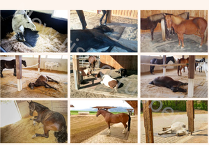 Nouveau <span class=keywords><strong>tapis</strong></span> d'écurie <span class=keywords><strong>pour</strong></span> <span class=keywords><strong>chevaux</strong></span> en caoutchouc et éponge composite à 3 couches, imperméable et confortable <span class=keywords><strong>pour</strong></span> les écuries - Product Image 6