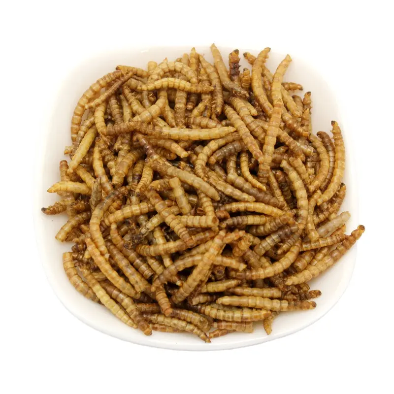 المجففة mealworms طعام للطيور