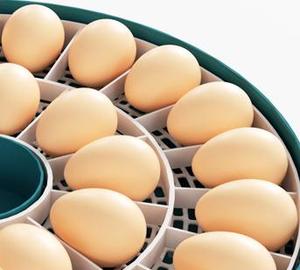 Jiatai bán buôn 30 trứng Tự động Mini lồng ấp sử dụng nhà nở máy cho gà - Product Image 4