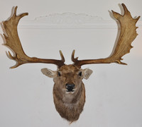 Sculpture murale tête de cerf Art Déco avec bois de cerf, design Élan & Lys – Décoration intérieure pour mariage, Diwali et Pâques, cave à vin, cheminée