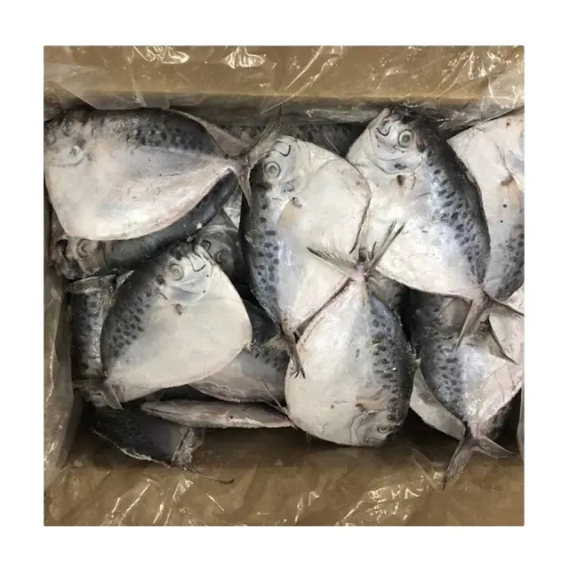 प्रतिस्पर्धी मूल्य के लिए आयात निर्यात समुद्री भोजन जमे हुए Moonfish बिक्री पर