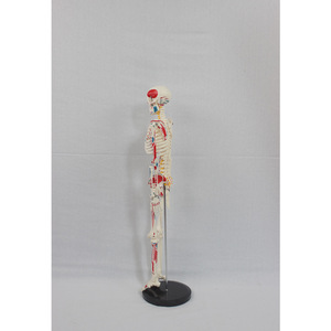 Matériel pédagogique médical de 85 cm avec bandes représentant les origines et les insertions musculaires latérales, disques intervertébraux, nerfs et squelette - Product Image 2