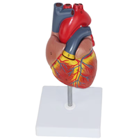 Modèle de cœur humain SCIEDU avec étiquettes numérotées, couvercle amovible - Matériel PVC, outil d'enseignement de l'anatomie, modèle de cœur
