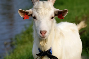 ป้ายหูสัตว์คุณภาพสูง TPU สำหรับติดตามสัตว์และจัดการฝูงปศุสัตว์ - Product Image 6