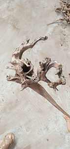 Groothandel <span class=keywords><strong>aquarium</strong></span>- en bonsai-<span class=keywords><strong>mangrove</strong></span>-afzettinghout, wortelhout, tweetyhout - Product Image 3