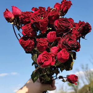 Rosas secas naturales, el más popular, regalo del Día de San Valentín, 2022 - Product Image 5