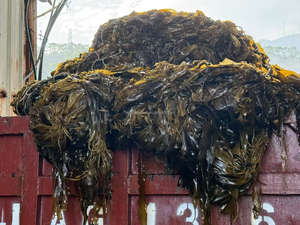 Nudo Kelp congelado salado Laminaria Japonica Nudo Salado Mar Kale - Product Image 6