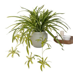 Plante artificielle suspendue Meng Jie en PVC, style naturel, 30cm-100cm, pour décoration intérieure de bureau - Product Image 5