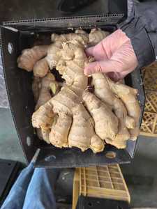 Aria fresca essiccata giovane zenzero cinese cinese prezzo all'ingrosso cibo vegetale zenzero per il mercato del Regno Unito Europa 300g - Product Image 5