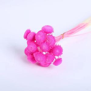 Offre Spéciale séché fleur Billy boules pissenlit petite boule préservée Mini bouton chrysanthème pour la décoration <span class=keywords><strong>de</strong></span> mariage - Product Image 3