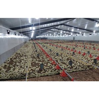 Poulailler et bouillettes de poulet, maison