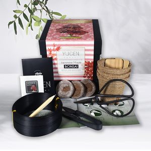 Comience su propio árbol de bonsái con 5 especies de <span class=keywords><strong>membrillo</strong></span> japonés Elección colgante o uso en el piso Kit de inicio de fibra vegetal - Product Image 1