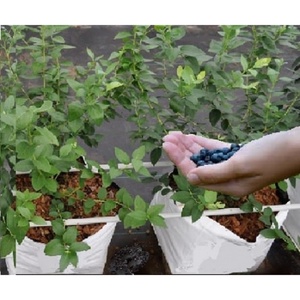 Sac de culture en PE de haute qualité pour serre, protection UV, sac de plantation pour légumes - Product Image 6