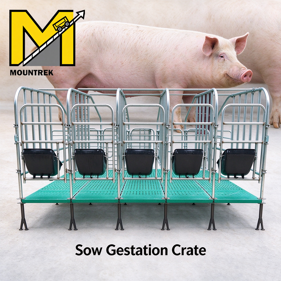 Hot Galvanized Pig Gestation Pen Durable Steel Sow Confinement Stall ...