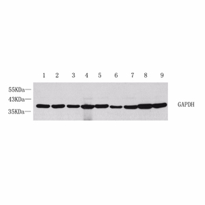 Antibodi Anti -GAPDH Mouse Antibodi Monoklonal - Product Image 2
