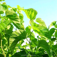 Pasokan Langsung Pabrik 100% Bubuk Teh Daun Murbei Alami Ekstrak Herbal untuk Minuman dan Campuran Teh