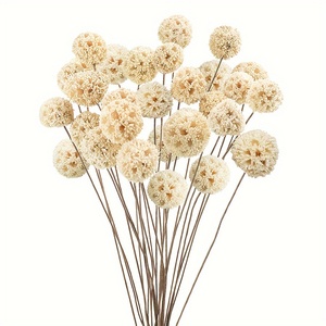 24 Billy Balls, <span class=keywords><strong>Fiori</strong></span> Naturali Essiccati, Bouquet per <span class=keywords><strong>Vaso</strong></span>, Centrotavola per Matrimoni, Decorazione Fai-<span class=keywords><strong>da</strong></span>-Te per la Casa - Product Image 1