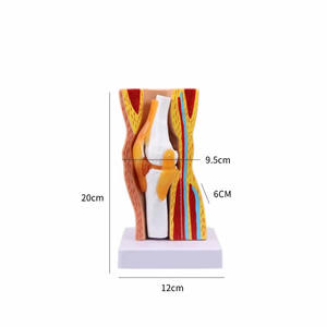 Modelo Anatómico de Rodilla Humana Desmontable de PVC para Ciencias Médicas, Sección de Menisco, Modelo Educativo - Product Image 2