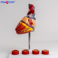 Modelo vascular de trombo de corazón de tamaño natural, simulación de enseñanza de PVC anatómicamente disecable