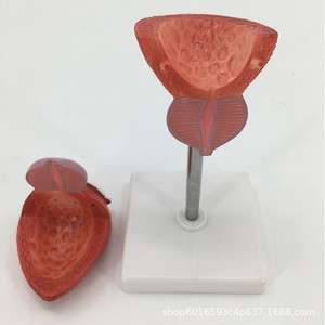 Modèle médical de vessie, modèle du système urinaire, modèle de structure transversale de la vessie, modèle pédagogique de la structure urinaire - Product Image 4