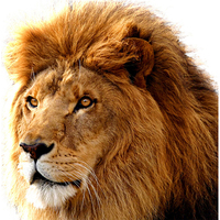 Leeuw Muur Art Diamant Schilderij Kits Op Canvas 5D Diy Volledige Boor Diamant Mozaïek Hot Koop Animal Foto Van Kristal
