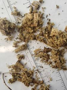 Precio de fábrica Mao Rui Hua Natural secado Mullein flor hoja cortada <span class=keywords><strong>Verbascum</strong></span> Thapsus - Product Image 2