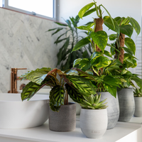Soporte para Plantas Personalizable y Resistente, Poste de Cultivo de Fibra de Coco y Musgo para Plantas de Interior, Exterior, Jardín y Granja