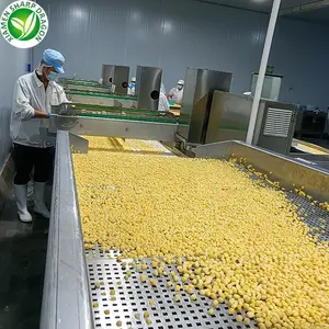 IQF Best Frozen Fresh Organic Sweet Whole Yellow Corn Kernel Freezing Without Blanching Wholesale Price Factory Bulk In A Bag