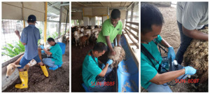 Veterinary Handheld Ultrasound Scanner Portable <strong>Pregnancy</strong> <strong>Test</strong> Machine for Cattle Horse Sheep Pig - Product Image 5
