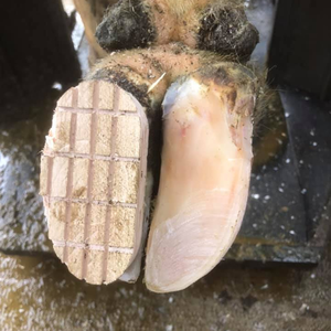 <span class=keywords><strong>Bloc</strong></span> de taille de <span class=keywords><strong>sabot</strong></span> en <span class=keywords><strong>bois</strong></span> de haute qualité pour <span class=keywords><strong>bloc</strong></span> de <span class=keywords><strong>sabot</strong></span> de bétail - Product Image 6