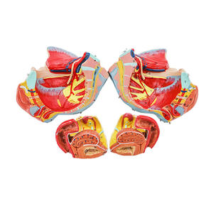 Модель женского таза и репродуктивного органа с кровеносными сосудами и нервами, 4 части ПВХ-манекена - Product Image 6