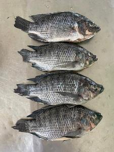 Pescado <span class=keywords><strong>Tilapia</strong></span> Entero Congelado 10kg 20cm Proceso IQF - Product Image 5