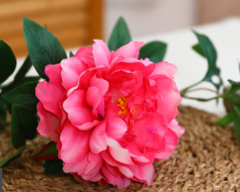 ชมพูเข้ม