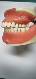 Modèle de typodont pour la formation en suture dentaire, pour la chirurgie buccale, extraction des dents impatiente, incision gingivale - Product Image 6