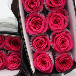 Rosa Rosa Fresca Premium All'ingrosso, Rosa Fresca Tagliata, Centro Floreale DouNan, Bouquet, Beloved Express, Attraverso i Miei Sogni - Product Image 6