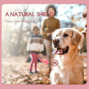 100% Pur et Naturel - Huiles Essentielles pour Diffuseur, Aromathérapie, Fabrication de Savons et de Bougies, Huile Essentielle de Géranium, Géranium - Product Image 5