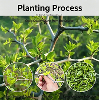 Té de Hojas de Azufaifo Silvestre |   Té Herbal para el Sueño |   Sin cafeína |   Secado a Granel |   OEM Personalizado |   Directo de Fábrica