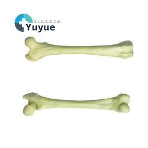Canine Femur Model Dog Femur Bone for Veterinary Surgical Practice Teaching - Product Image 1