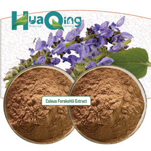 Extracto de <span class=keywords><strong>Forskolin</strong></span> 10% 20% 98% Coleus Forskohlii de alta calidad - Product Image 3