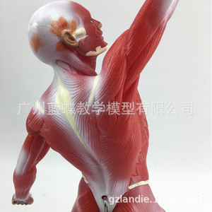 แบบจำลองกายวิภาคกล้ามเนื้อมนุษย์ทั้งตัวขนาด 50 ซม.; กายวิภาคกล้ามเนื้อผิวหนัง; แบบจำลองกายวิภาคชายผู้มีกล้ามเนื้อ; แบบจำลองกายวิภาคลำตัว - Product Image 5