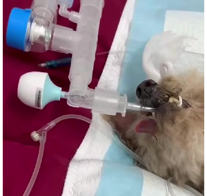 Alarme d'étouffement pour animaux de compagnie facile à utiliser Équipement de surveillance <span class=keywords><strong>respiratoire</strong></span> avec alerte à l'asphyxie <span class=keywords><strong>respiratoire</strong></span> Dispositifs de surveillance vétérinaire - Product Image 5