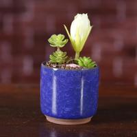 Pot de fleur à fente, 1 pièce Z518, Mini bonsaï, plantes hydroponiques succulentes, pour décoration de maison et de bureau