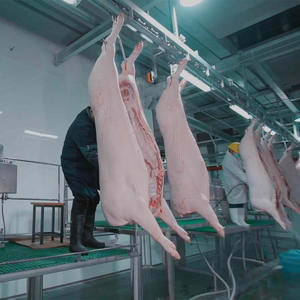 Attrezzatura Premium in Acciaio Inossidabile per la Macellazione Industriale di Suini per Impianti di Lavorazione del Suino - Product Image 2